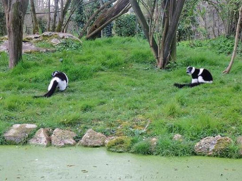 149 BIO PARC DE DOUE LA FONTAINE 7- 2016_000012.jpg